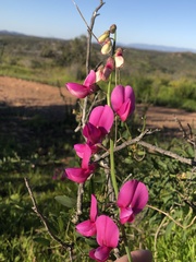 Lathyrus vestitus alefeldii
