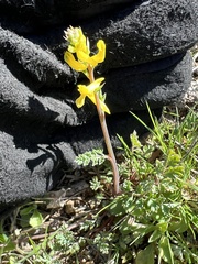 Corydalis micrantha