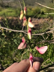 Lathyrus vestitus alefeldii