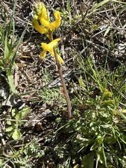 Corydalis micrantha