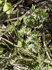 Corydalis micrantha