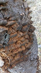 Inonotus mikadoi