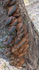 Inonotus mikadoi