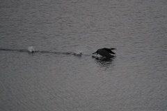 Phalacrocorax carbo carbo
