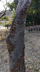 Inonotus mikadoi
