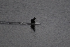 Phalacrocorax carbo carbo