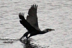 Phalacrocorax carbo carbo