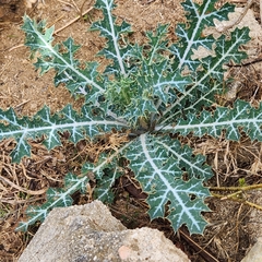 Argemone mexicana