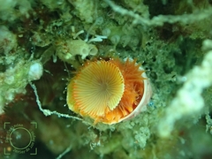 Serpula vermicularis
