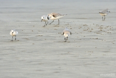 Calidris alba