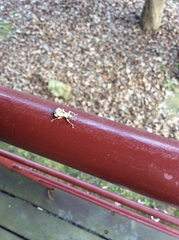 Dermatoxenus caesicollis