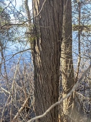 Chamaecyparis thyoides