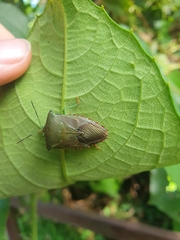 Piezosternum subulatum