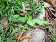 Eryngium foetidum