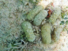 Isaurus tuberculatus