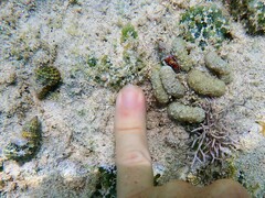 Isaurus tuberculatus