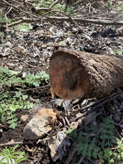 Fusicolla merismoides