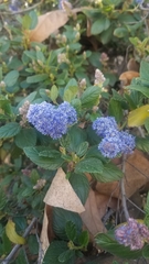 Ceanothus