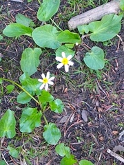 Caltha chionophila