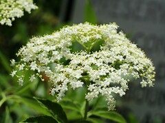 Sambucus