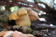 Tricholoma viridiolivaceum