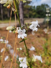 Penstemon multiflorus