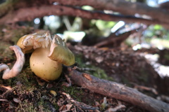 Tricholoma viridiolivaceum