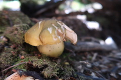 Tricholoma viridiolivaceum