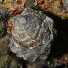 Rapaninae