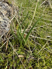 Olsynium douglasii