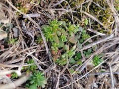 Sedum pulchellum
