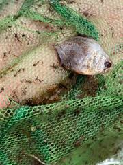 Trachinotus falcatus