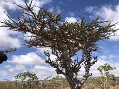 Image of Commiphora planifrons