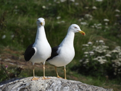 Larus fuscus intermedius