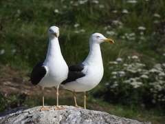 Larus fuscus intermedius