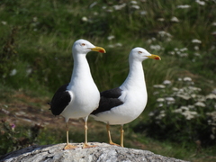 Larus fuscus intermedius