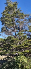 Nothofagus