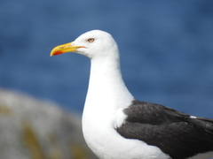 Larus fuscus intermedius