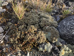 Pimelea sericeovillosa pulvinaris