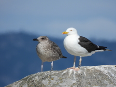 Larus fuscus intermedius