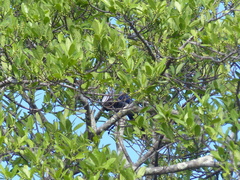 Cyanocorax violaceus