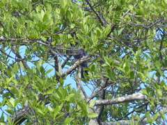 Cyanocorax violaceus