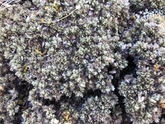 Pimelea sericeovillosa pulvinaris