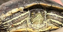 Trachemys decorata
