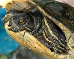 Trachemys decorata