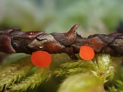 Pseudopithyella minuscula