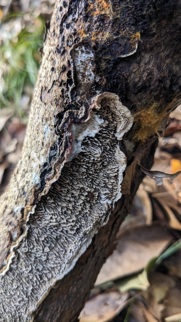 Datronia mollis · February 2023 · photo: © atsushi_nakajima_cirque (iNaturalist, cc-by)