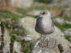 Larus fuscus intermedius