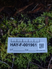 Pseudopithyella minuscula