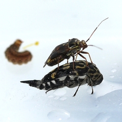 Hoshihananomia octopunctata